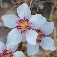 Image result for Strophanthus welwitschii