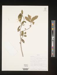 Image result for Turraea robusta