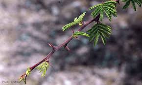 Image result for Acacia schweinfurthii