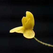 Image result for Utricularia scandens