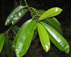 Image result for Clusiaceae