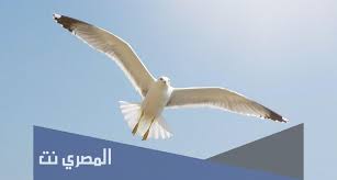 1 ما تفسير حلم رؤية الخروف في البيت لابن سيرين تفسير حلم رؤية الخروف الأسود والأبيض : A3fmllltfm3a4m