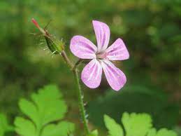 In germany it is called stinking cranesbill because of this smell. Herb Robert Plugs Geranium Robertianum Uk Delivery Naturescape