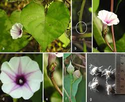 Image result for Ipomoea tenuipes