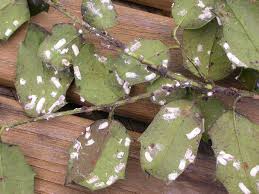 Maybe you would like to learn more about one of these? Why Are The Leaves Turning Black On My Shrubs Sussex Tree