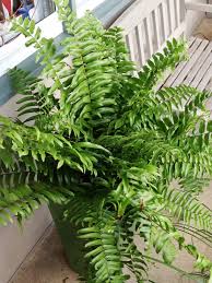 Image result for Nephrolepis biserrata