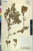 Image result for Cadaba glaberrima