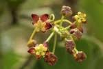 Image result for Pentarrhinum abyssinicum