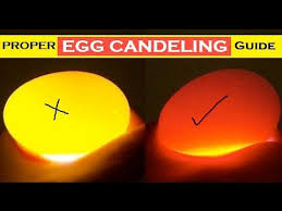 Budgie Egg Candling Guide Difference Between Fertile Infertile Dead In Shell