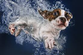 A dog's leap, a splash, and then a wet head surfacing with a ball, triumphant. Interview Seth Casteel Author And Photographer Of Underwater Puppies Npr