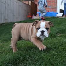 Alibaba.com offers 1,119 big bulldogs products. Big Sol English Bulldog Solbulldog Twitter