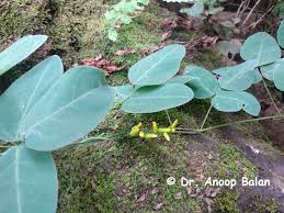 Image result for Dumasia