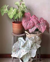Anyone Growing Strawberry Star Caladiums These Low Maintenance Plants Are Heat Tolerant And Grow Well In Shade Happyfa In 2020 Plants Pink Plant House Plants