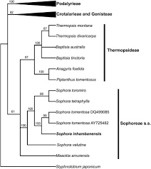 Image result for Sophora velutina