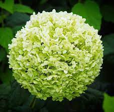This shrub has beautiful blue or pink flowers spring through summer. Hydrangeas For Sale Hydrangeas For Sale Flowers For Sale Hydrangea Flower