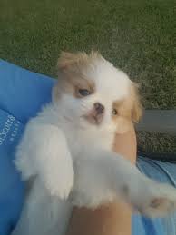 We are happy to announce that we have a healthy litter of 5 shih tzu x japanese chin puppies. Pin On Love Chins