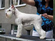 The fade haircut has normally been dealt with guys with brief hair, but recently, people have actually been combining a high discolor with tool or long hair on the top. Miniature Schnauzer Wikipedia