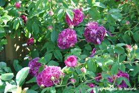 Catégories de rosier ancien, ex: Focus Sur Le Rosier Charles De Mills Les Jardins De Malorie