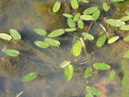 Image result for Ottelia exserta