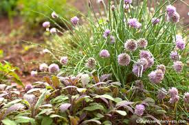 This plant will not do well as an inside plant unless you have sufficient artificial light to mimic the natural sunlight. Tips For Growing A Culinary Herb Garden