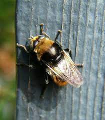 Johnstown garden centre has ireland's largest plant selection and garden store in a bright airy modern shopping environment, a 200 seat café and café gardens and very extensive car and coach parking. Narcissus Bulb Fly Pacific Bulb Society