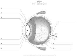 Human Eye Diagram Unlabeled Human Eye Diagram Eye Anatomy Diagram Of The Eye