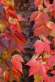 Wilder Wein Jungfernrebe Pflege Schneiden Und Vermehren Gartendialog De Wilder Wein Blumenkubel Fur Den Herbst Wein Garten