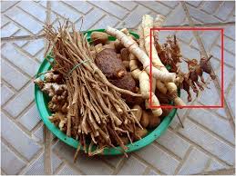 Image result for Aframomum corrorima