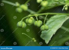 Image result for Micrococca mercurialis