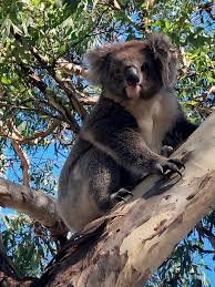 Koala Rescued After Causing Five Car Pileup In Australia