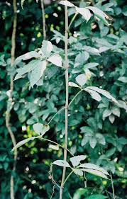Image result for Cissus aralioides