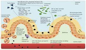 High Alkaline Phosphatase Symptoms How To Reduce It Selfdecode Labs