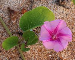 Image result for Ipomoea venosa