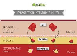 Fer Animal Fer Vegetal Notre Corps Ne Les Absorbe Pas Pareil
