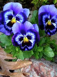 Smiling Faces Of Spring By Randy Rosenberger Pansies Flowers Beautiful Flowers Flower Painting