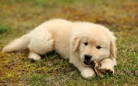 We deal with all kinds of dog sale, grooming, hostel in chandigarh with uncompromising quality. Beige Puppy Golden Retriever Labrador Cute Little Dogs Pets Puppies Dogs Hd Wallpaper Peakpx