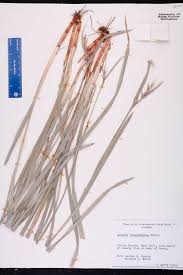 Image result for Scleria hispidula