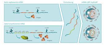 Like dna vaccines, rna vaccines use part of the genetic code of the virus to get the immune system to respond. Design Und Funktionsweise Von Mrna Basierten Impfstoffen Zum Schutz Vor Infektionskrankheiten Trillium Gmbh Medizinischer Fachverlag