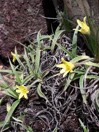 Image result for Velloziaceae