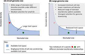However, for plants the genome/cell size link has only been thoroughly documented within ploidy series and small subsets of herbaceous species. Exploring Environmental Selection On Genome Size In Angiosperms Trends In Plant Science