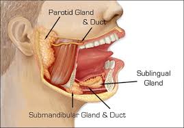 Image result for Sialoadenitis