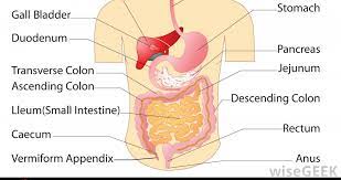 The Food You Eat Moves Through The Small Intestine To The Bowel Where Its Completely Digested Digestive System Healthy Digestive System Food For Digestion