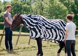 @ saccounty will start the process of examining @ sacsheriff long history of inhumane treatment within. Scientists May Have Just Discovered Why Zebras Have Stripes By Putting Them On Horses Abc News