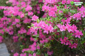 Moving the plant helps to prepare it for living outdoors in the spring and summer. What Is The Best Time To Plant Azaleas In Georgia