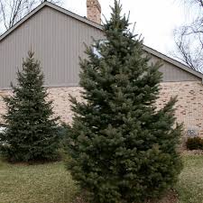 Evergreen christmas centerpiece with white candles and. Small Evergreen Decorative Trees For Landscaping Outdoor Plants