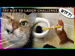 Pin By King Dog On Cat Funny Cat Videos Funny Animal Videos 2021 Challenges Funny Try Not To Laugh Funny Animal Videos