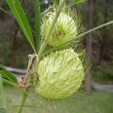 Image result for Gomphocarpus glaucophyllus