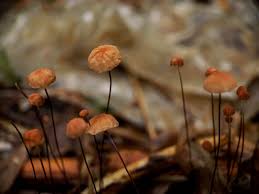 Image result for Marasmius siccus