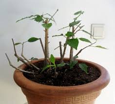So schneiden sie hibiskus drinnen und draußen für eine hohe blütenrendite. Hibiskus Schneiden Wie Und Wann Pflegen Schneiden Veredeln Green24 Pflanzen Garten Forum