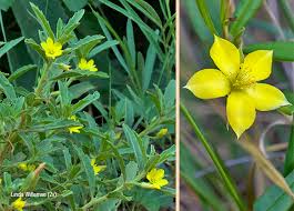 Image result for Afroqueta